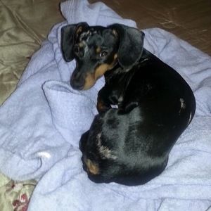 Meet your Posher, Debby